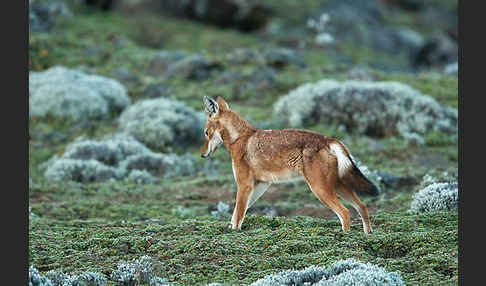 Äthiopischer Wolf (Canis simensis)