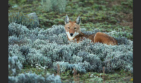 Äthiopischer Wolf (Canis simensis)