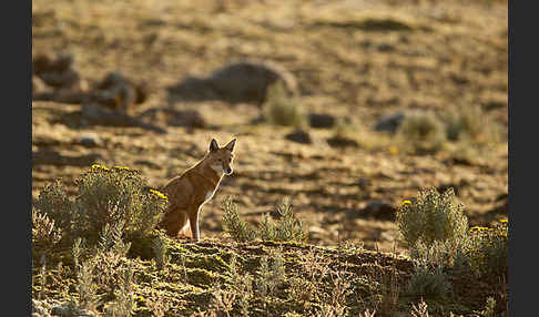 Äthiopischer Wolf (Canis simensis)