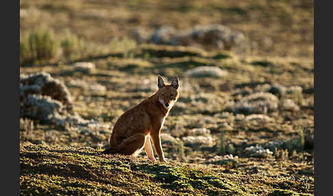 Äthiopischer Wolf (Canis simensis)