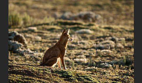 Äthiopischer Wolf (Canis simensis)