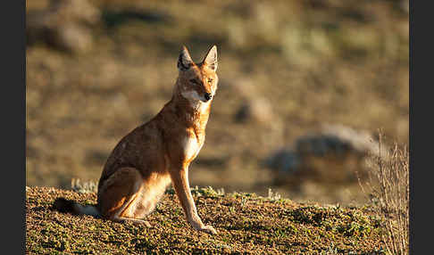 Äthiopischer Wolf (Canis simensis)