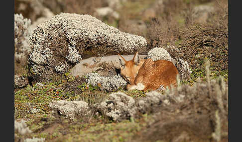 Äthiopischer Wolf (Canis simensis)