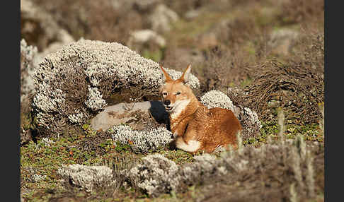 Äthiopischer Wolf (Canis simensis)