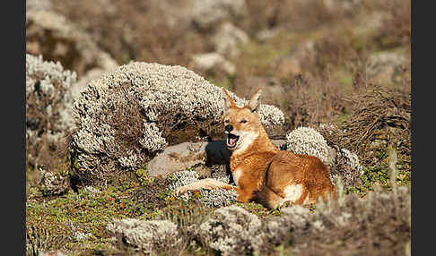 Äthiopischer Wolf (Canis simensis)