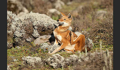 Äthiopischer Wolf (Canis simensis)