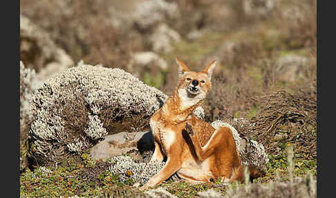 Äthiopischer Wolf (Canis simensis)