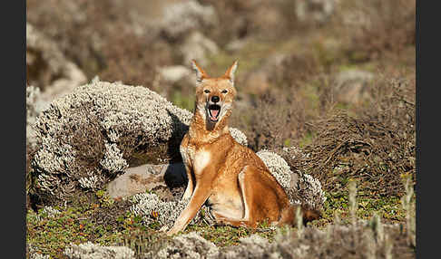 Äthiopischer Wolf (Canis simensis)