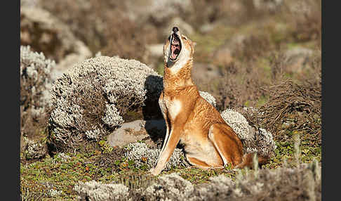 Äthiopischer Wolf (Canis simensis)