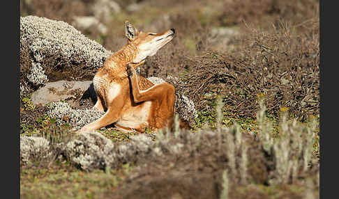 Äthiopischer Wolf (Canis simensis)