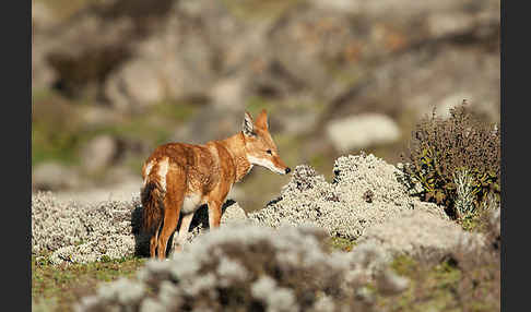 Äthiopischer Wolf (Canis simensis)