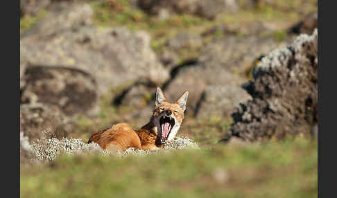 Äthiopischer Wolf (Canis simensis)