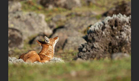 Äthiopischer Wolf (Canis simensis)