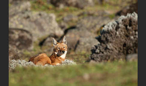 Äthiopischer Wolf (Canis simensis)