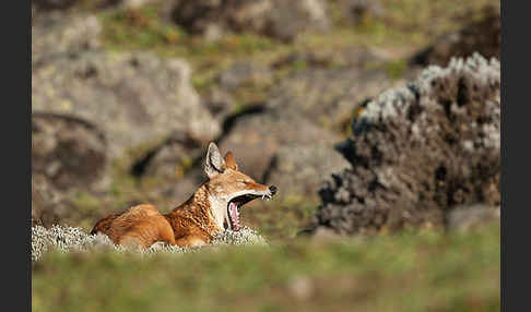 Äthiopischer Wolf (Canis simensis)