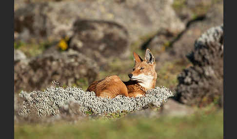 Äthiopischer Wolf (Canis simensis)