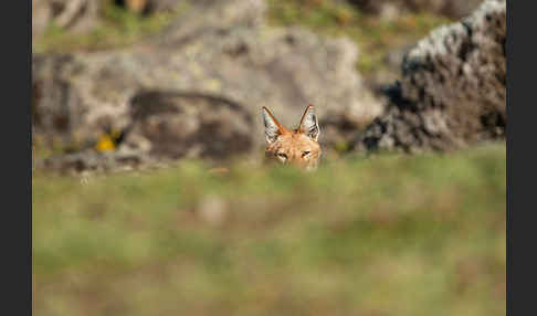 Äthiopischer Wolf (Canis simensis)