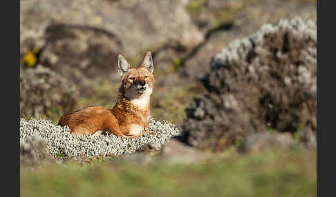 Äthiopischer Wolf (Canis simensis)