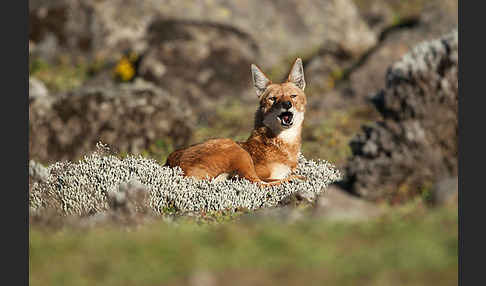 Äthiopischer Wolf (Canis simensis)