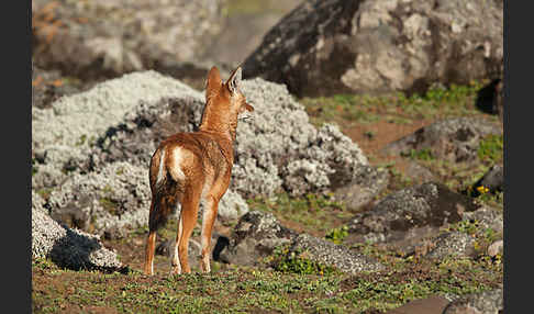 Äthiopischer Wolf (Canis simensis)