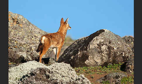 Äthiopischer Wolf (Canis simensis)