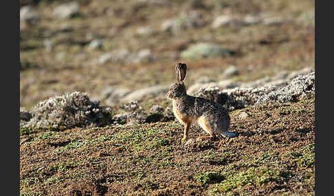 Starck´s Hase (Lepus starckii)