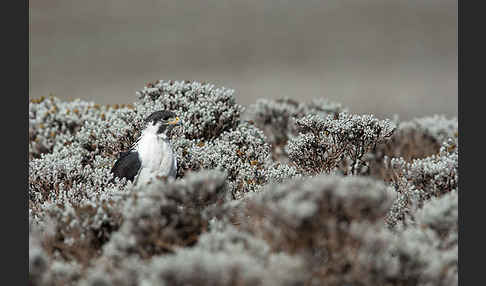 Augurbussard (Buteo augur)