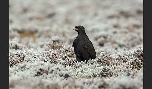 Augurbussard (Buteo augur)