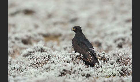 Augurbussard (Buteo augur)