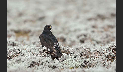 Augurbussard (Buteo augur)