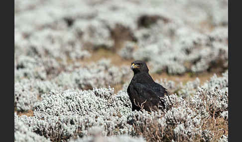 Augurbussard (Buteo augur)