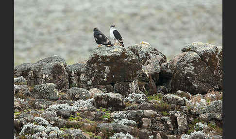 Augurbussard (Buteo augur)