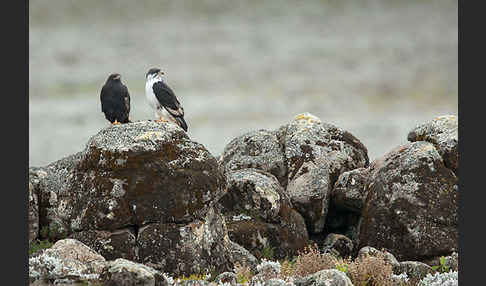 Augurbussard (Buteo augur)