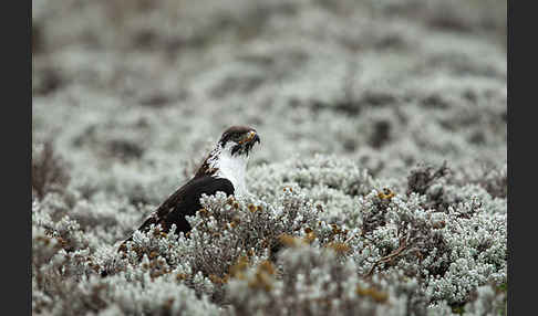 Augurbussard (Buteo augur)