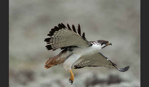 Augurbussard (Buteo augur)