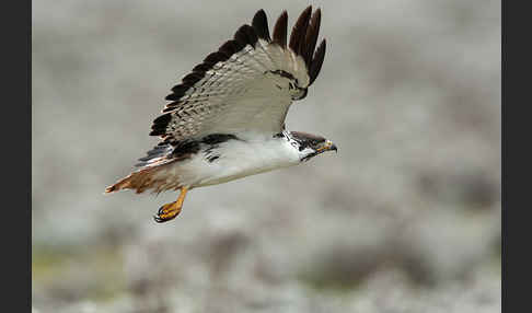 Augurbussard (Buteo augur)