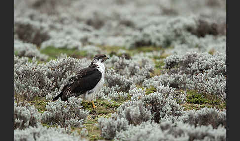 Augurbussard (Buteo augur)