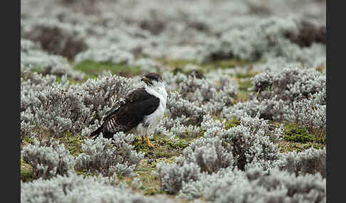 Augurbussard (Buteo augur)