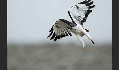 Augurbussard (Buteo augur)