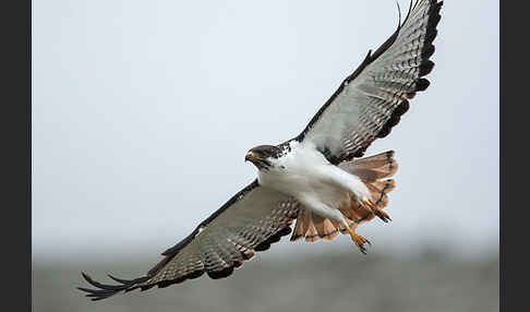 Augurbussard (Buteo augur)