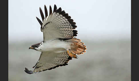 Augurbussard (Buteo augur)