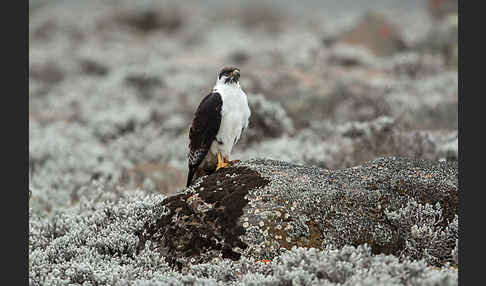 Augurbussard (Buteo augur)