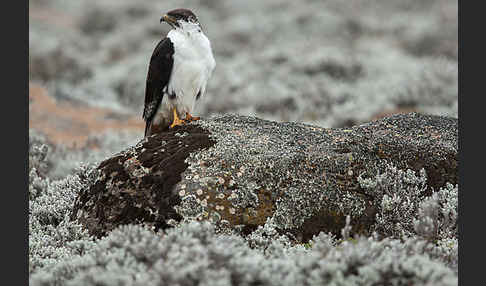 Augurbussard (Buteo augur)