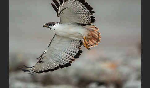 Augurbussard (Buteo augur)