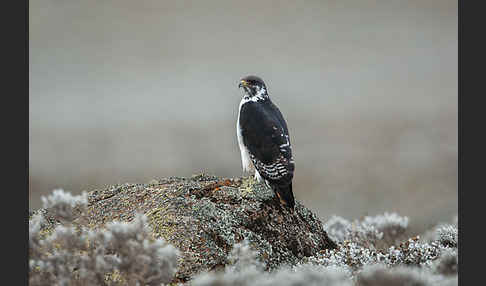 Augurbussard (Buteo augur)