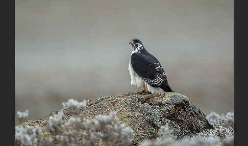 Augurbussard (Buteo augur)