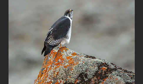 Augurbussard (Buteo augur)