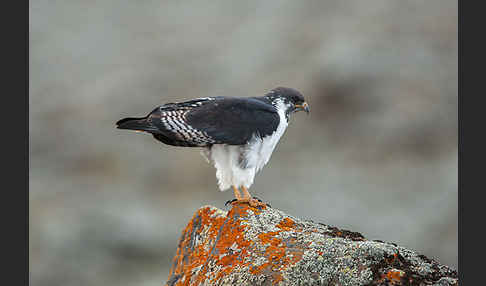 Augurbussard (Buteo augur)