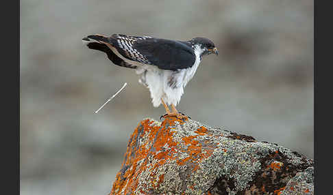 Augurbussard (Buteo augur)