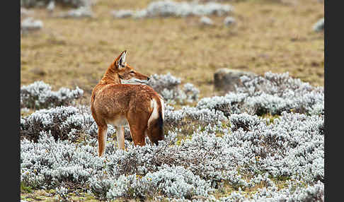 Äthiopischer Wolf (Canis simensis)